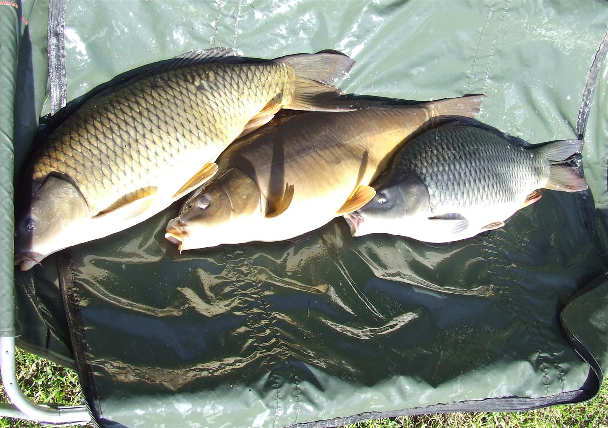 Pescuit 2015 Vol.III. - 22.JPG